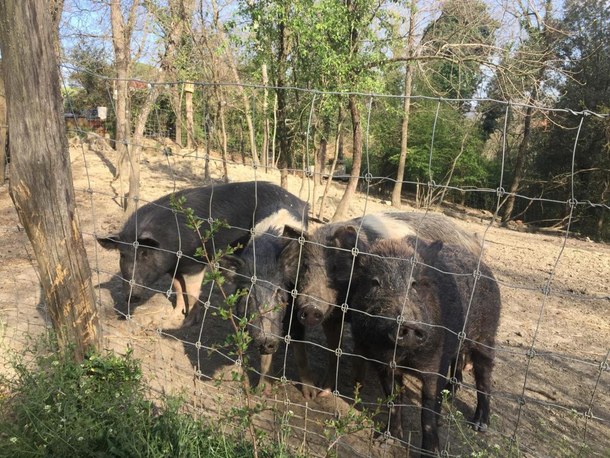 Agriturismo San Leone Βολτέρρα Εξωτερικό φωτογραφία